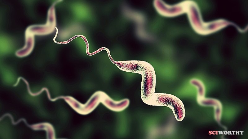 Бактерия Campylobacter