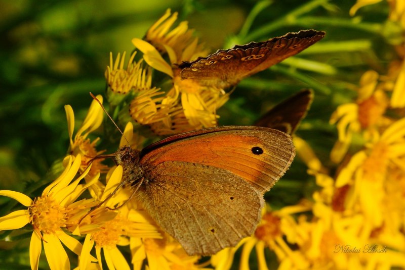 Aegeria spuleri