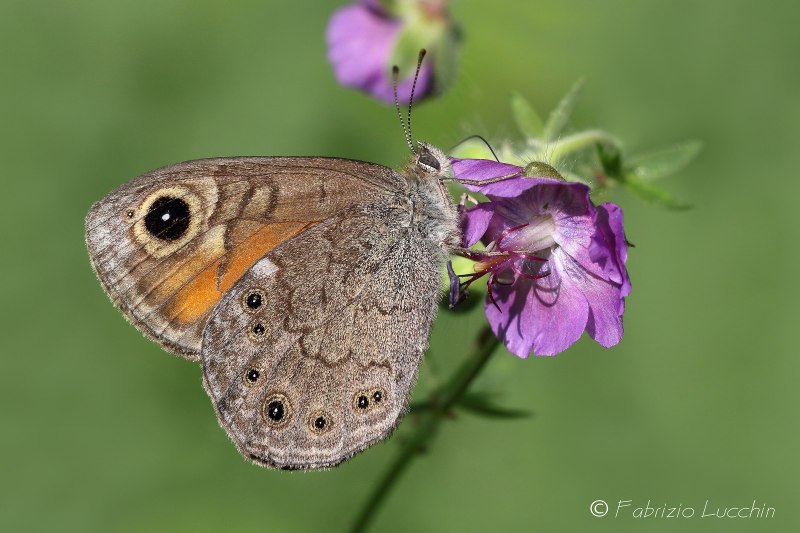 Lasiommata petropolitana