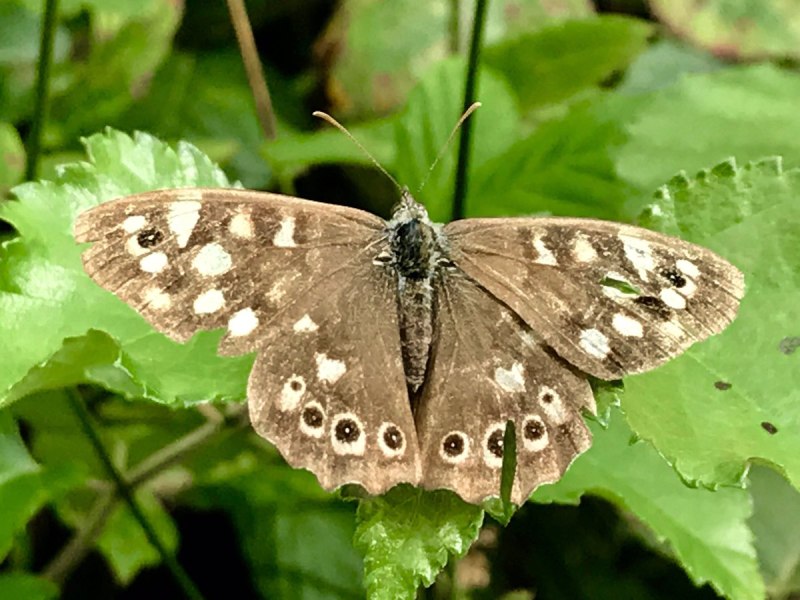 Bildeston Speckled