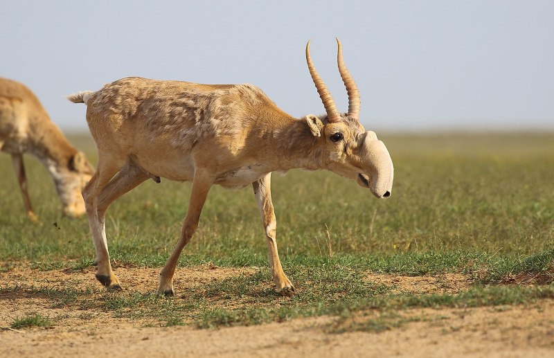 Saiga tatarica tatarica