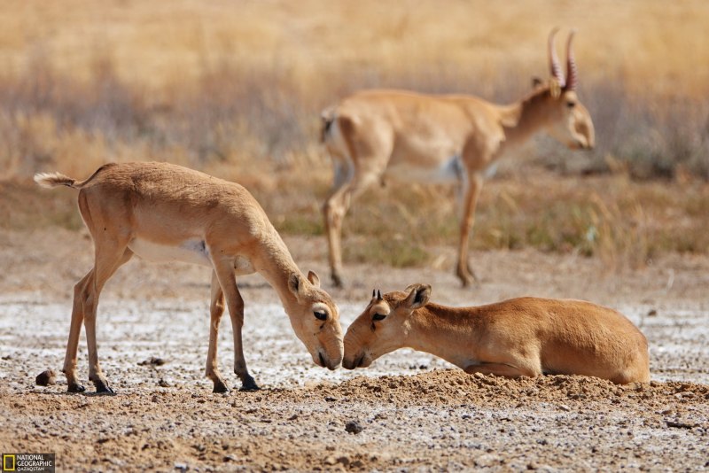 Сайгак Saiga tatarica